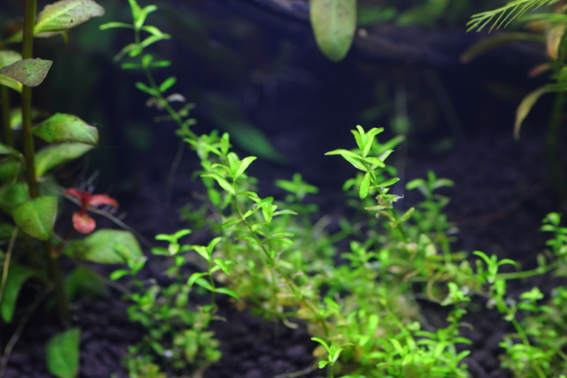 立ち上げ水槽　植栽から17日目